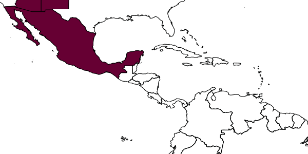 map of Toxoneuron rubicundum     (Mao, 1949)
